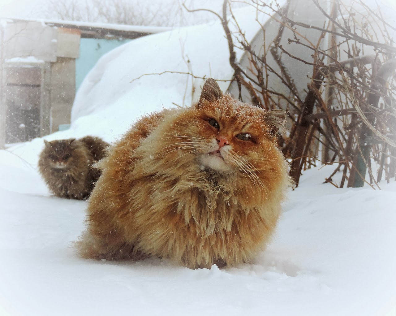 Siberian Cats