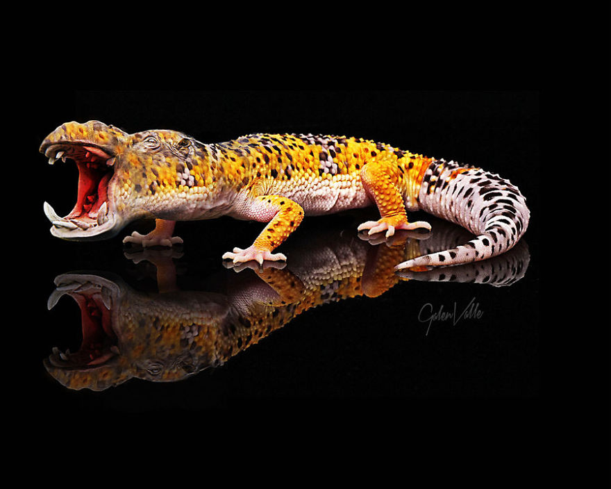 Geckopotamus By Galen Valle On Deviantart