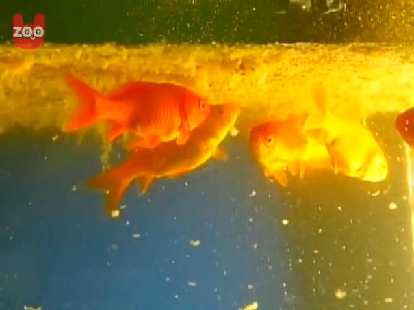 Goldfish Live In Deep Fat Fryer In Tokyo