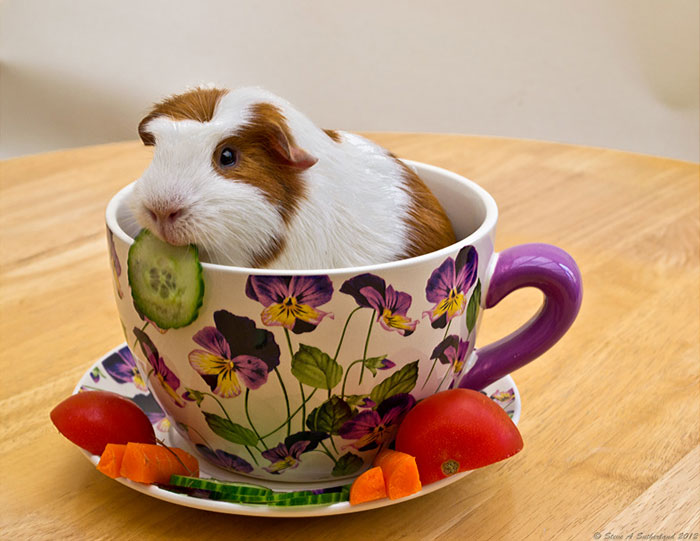 Cute Pig In A Pot