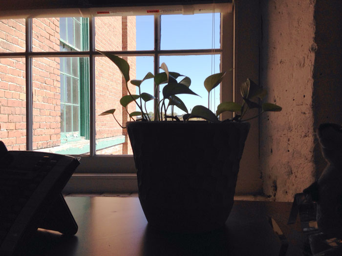 guy-babysits-coworkers-plant-23