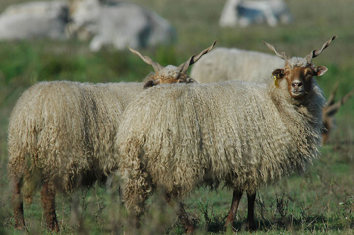 Beautiful Hungarian "racka" Sheep From Hortobágy