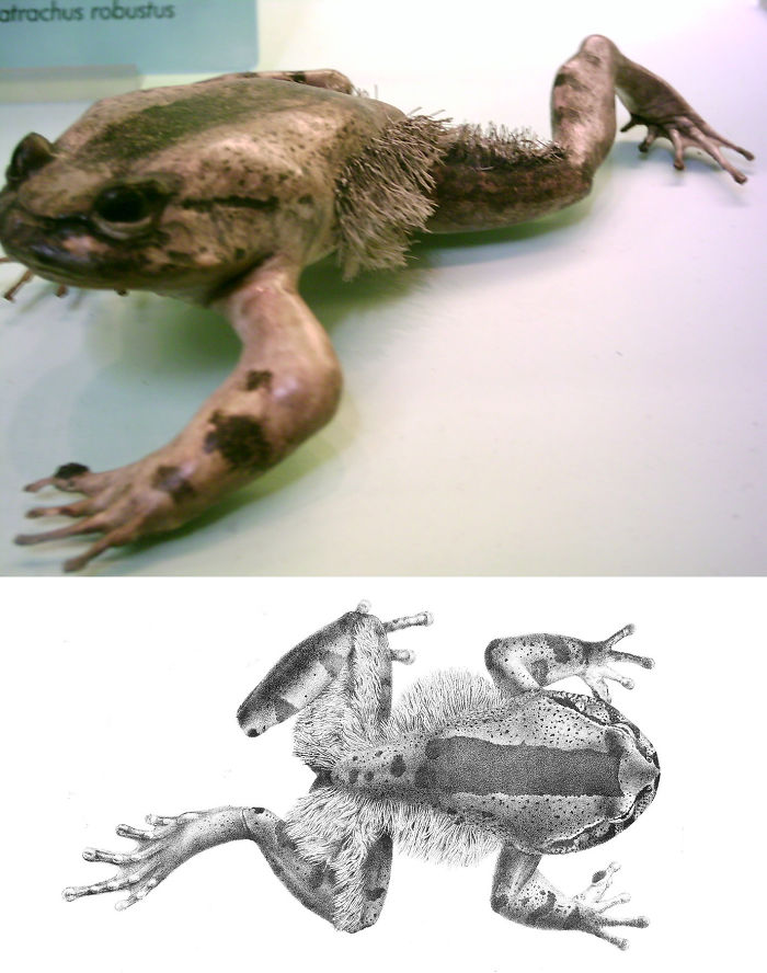 Hairy Frog (trichobatrachus Robustus)