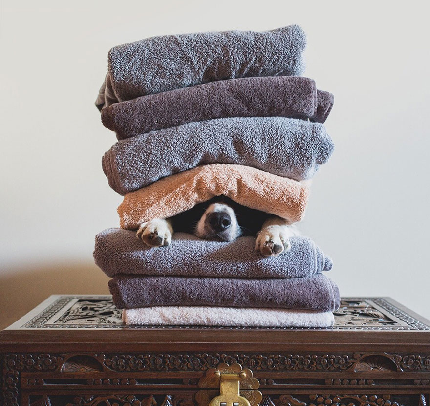 hide-and-seek-dog-photography-finding-momo-andrew-knapp-35