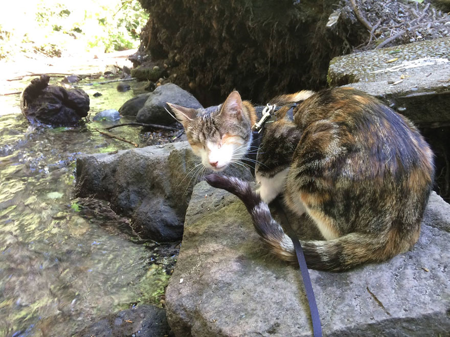 Meet Honey Bee, Our Rescued Blind Cat Who Loves Hiking With Us