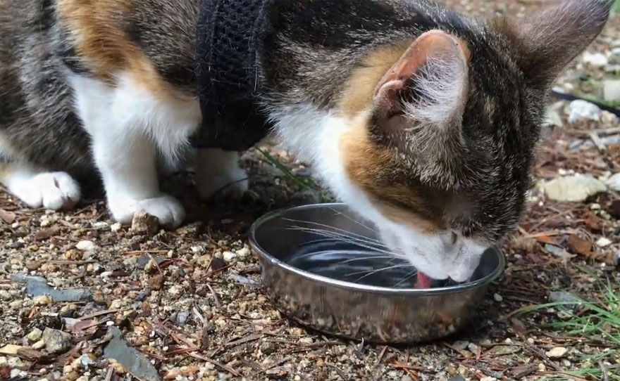 Meet Honey Bee, Our Rescued Blind Cat Who Loves Hiking With Us