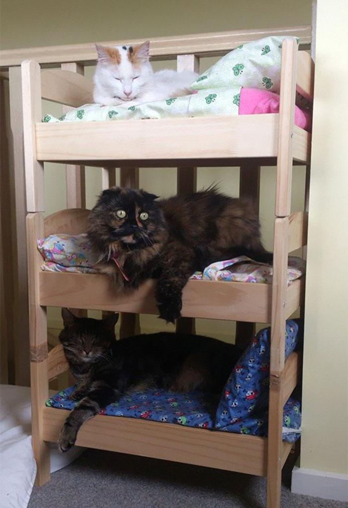 Japanese Cat Owners Turn IKEA Doll Beds Into Adorable Cat Beds
