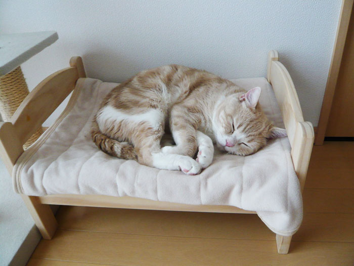 Ikea Doll Beds Into Adorable Cat, Best Duvet Covers For Cat Owners