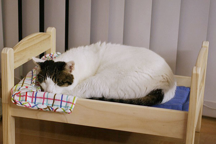 Ikea Doll Beds Into Adorable Cat, Pet Cat Bunk Beds Ikea