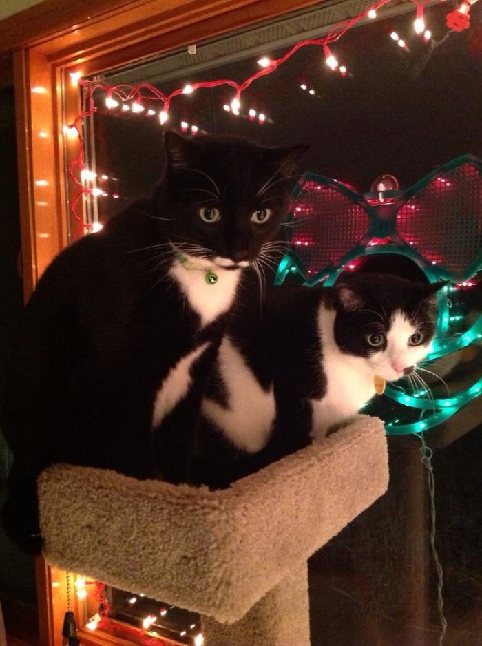 Two Mustachioed Kitties
