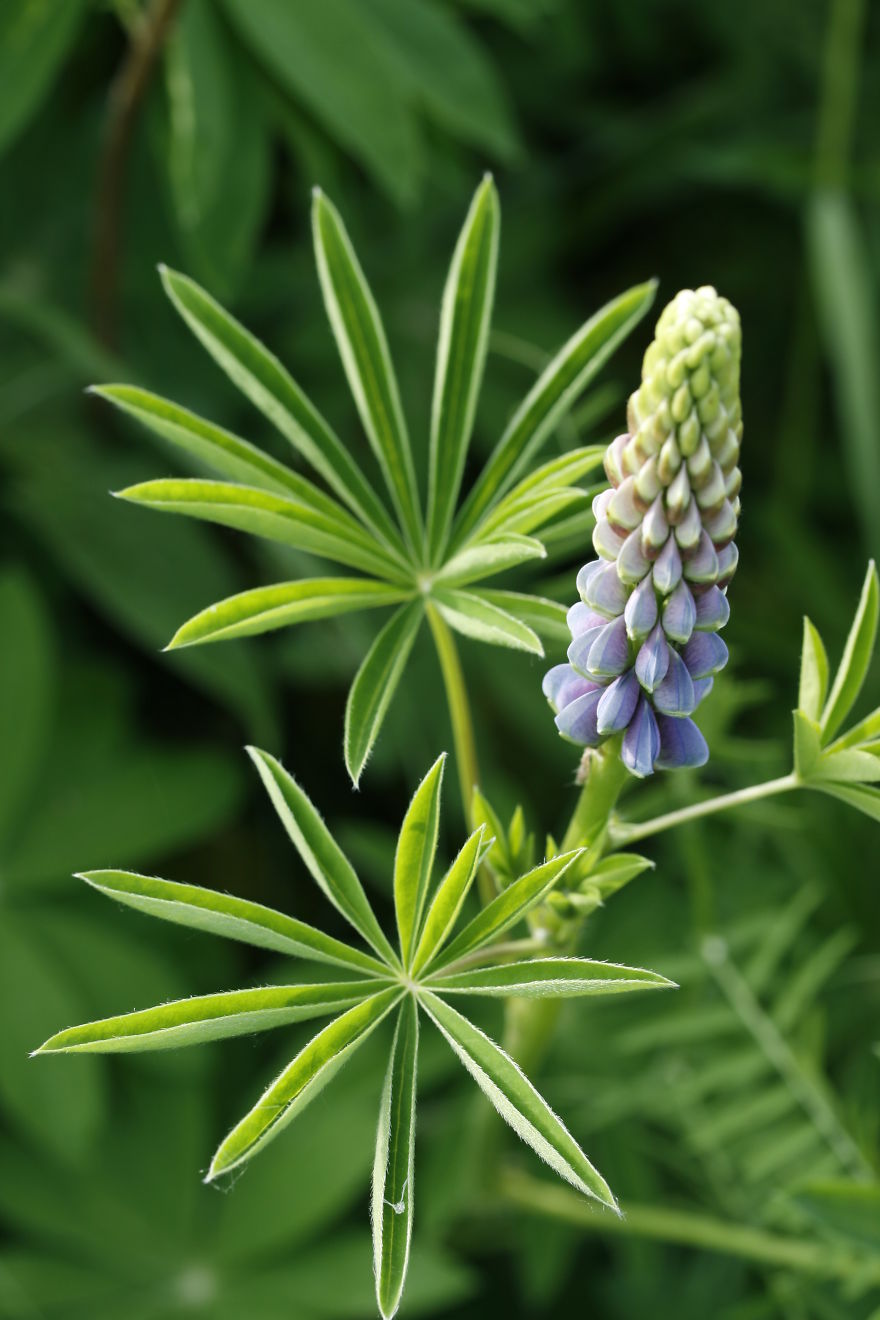 Lupin, Near Georgeville, Quebec