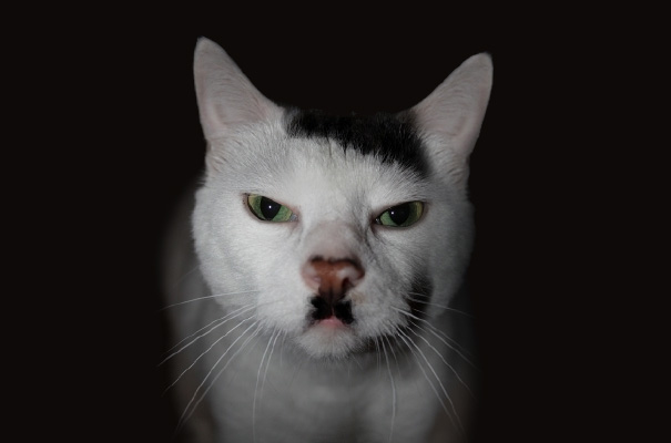 Kitler: Snowball The Cat That Looks Like Hitler
