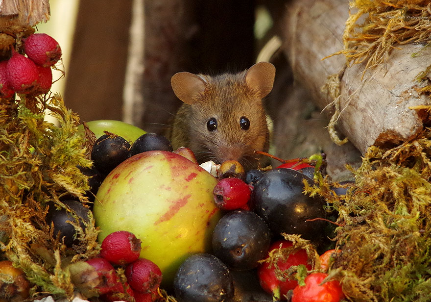 Man Discovers A Family Of Mice Living In His Garden, Builds Them A Miniature Village