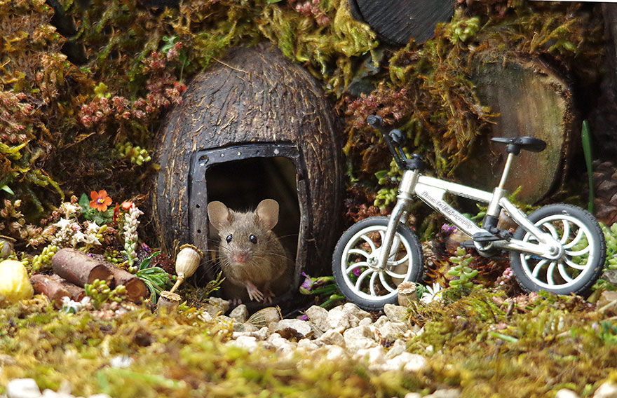 Man Discovers A Family Of Mice Living In His Garden, Builds Them A Miniature Village