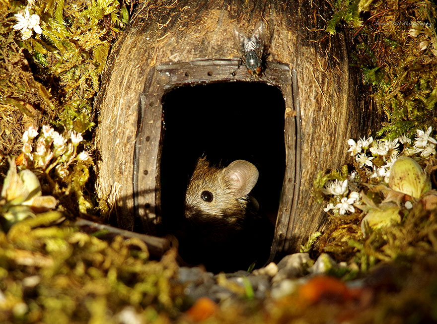 Este hombre descubrió una familia de ratones viviendo en su jardín y les construyó una aldea en miniatura