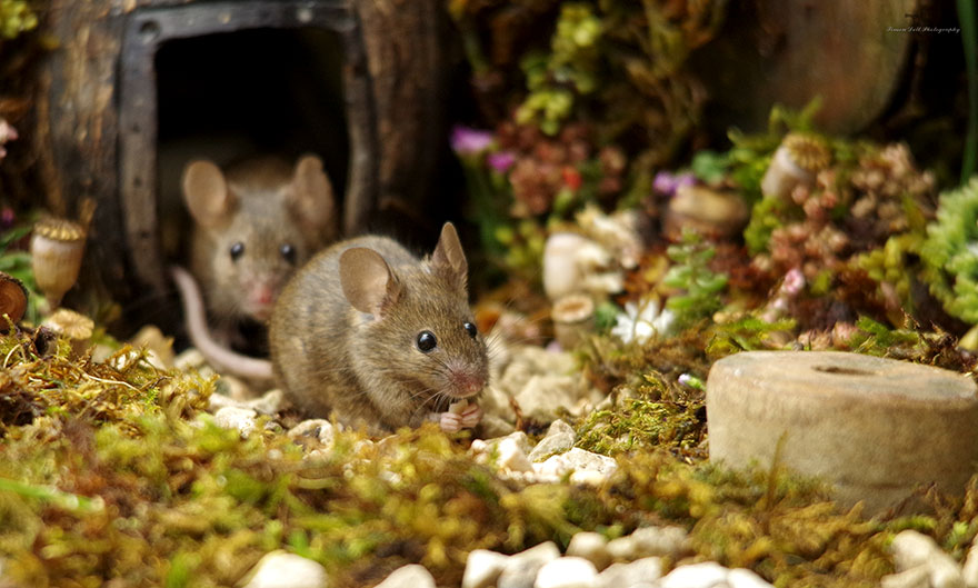 Este hombre descubrió una familia de ratones viviendo en su jardín y les construyó una aldea en miniatura