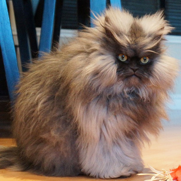 Colonel Meow, The Holder Of Guinness World Record For Longest Cat Hair