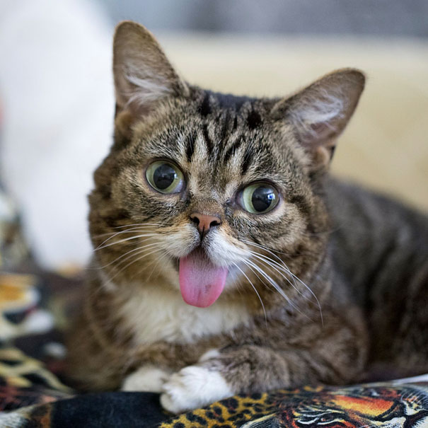 Lil Bub The Perma-Kitten