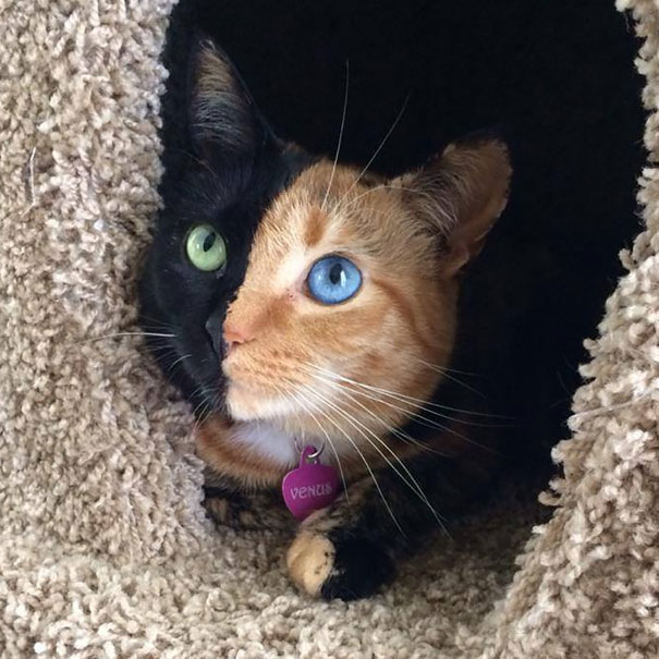 Venus The Two-faced Kitten