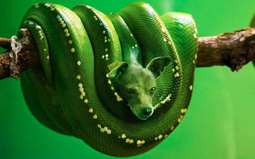 Green Bark Python