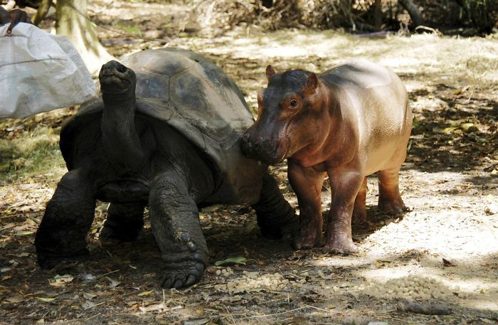 Tortoise And Baby Hippo