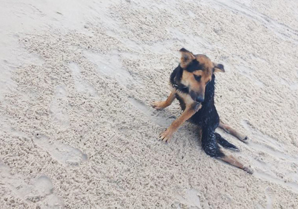 The Heartwarming Story Of Leo, A Paralyzed Puppy Found On A Beach In Thailand