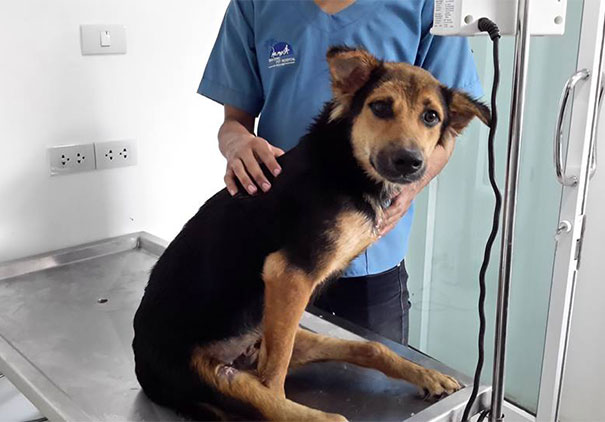 The Heartwarming Story Of Leo, A Paralyzed Puppy Found On A Beach In Thailand
