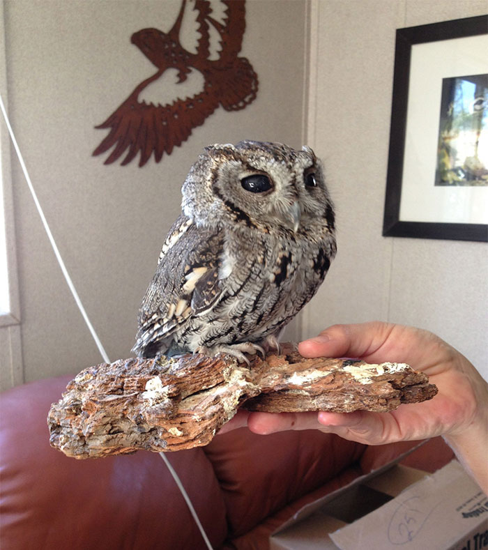 Meet Zeus: The Rescued Blind Owl With Stars In His Eyes