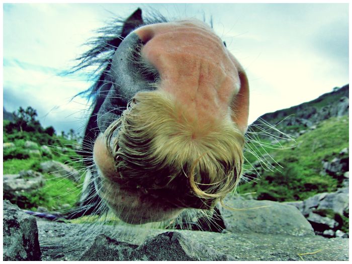 Moustache Horse In Ireland