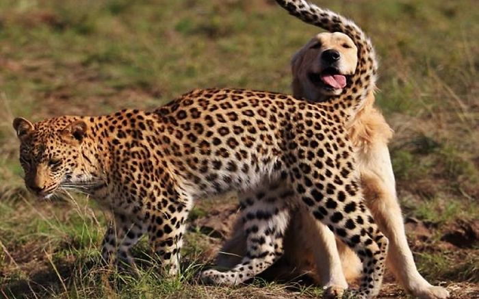 Leopard And Dog
