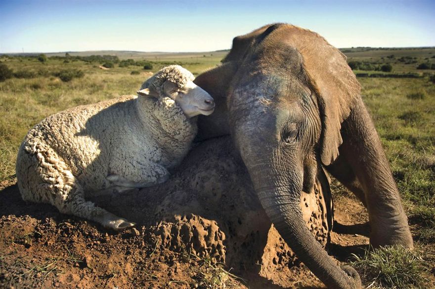 Sheep And Elephant Are Bff