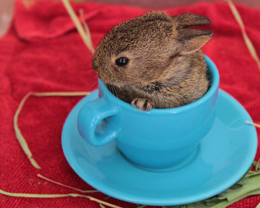 teacup-bunny__880.jpg