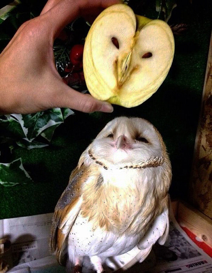 Apple Looks Like An Owl