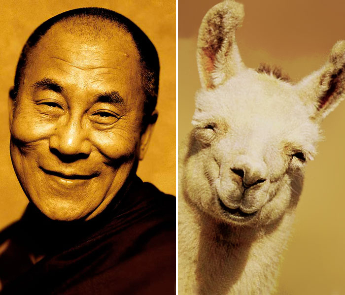 Happy Dalai Lama Looks Like Happy Llama