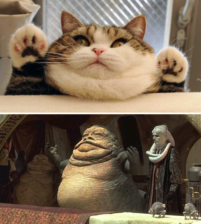 This Cat Looks Like Jabba The Hut