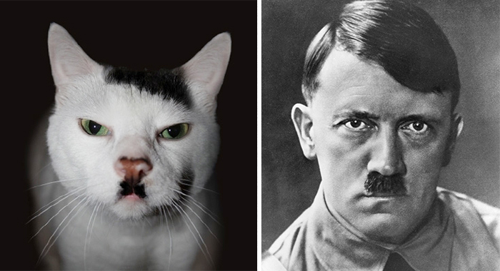 This Cat Looks Like Hitler
