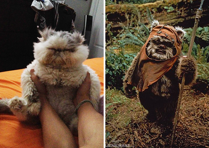 This Cat Looks Like An Ewok
