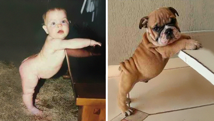 This Baby Looks Like This Dog