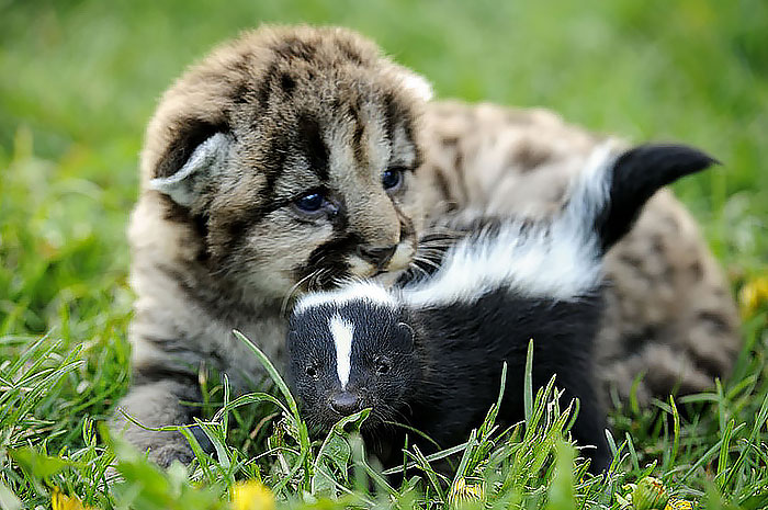 Lion Cub And Baby Skunk