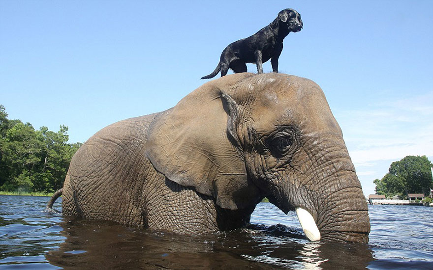 Bubbles The African Elephant And Bella The Black Labrador