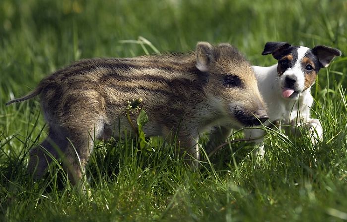 Mani The Wild Boar Piglet And Candy The Dog