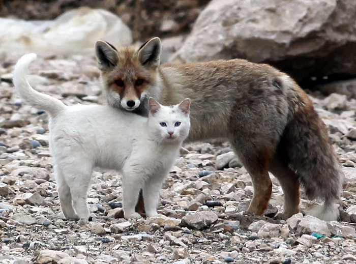 Cat And A Fox