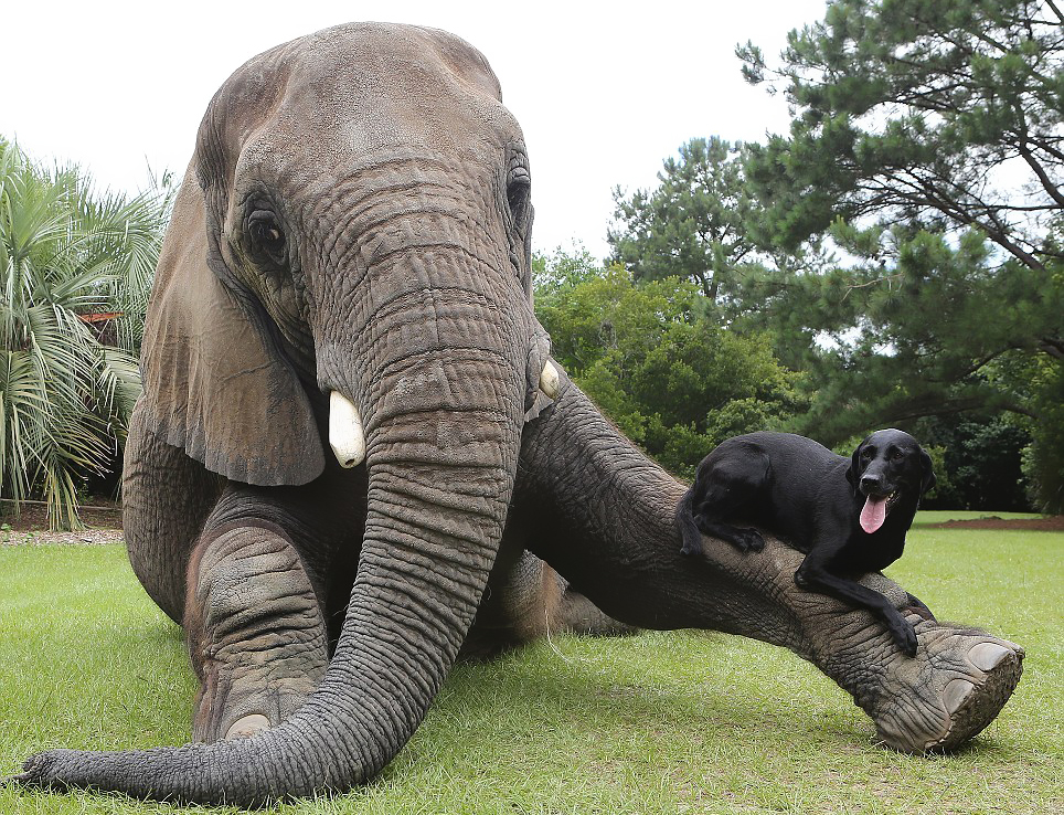 Bubbles The African Elephant And Bella The Black Labrador