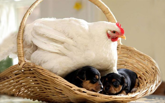 Mabel The Chicken And The Puppies