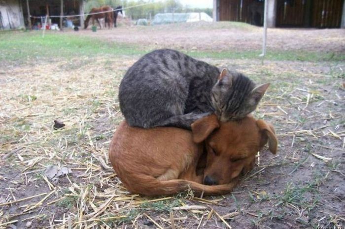 Cat And A Dog