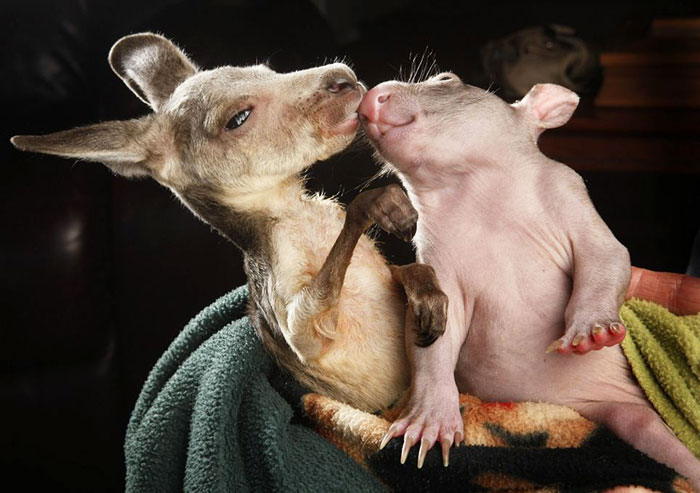 Baby Kangaroo And Wombat