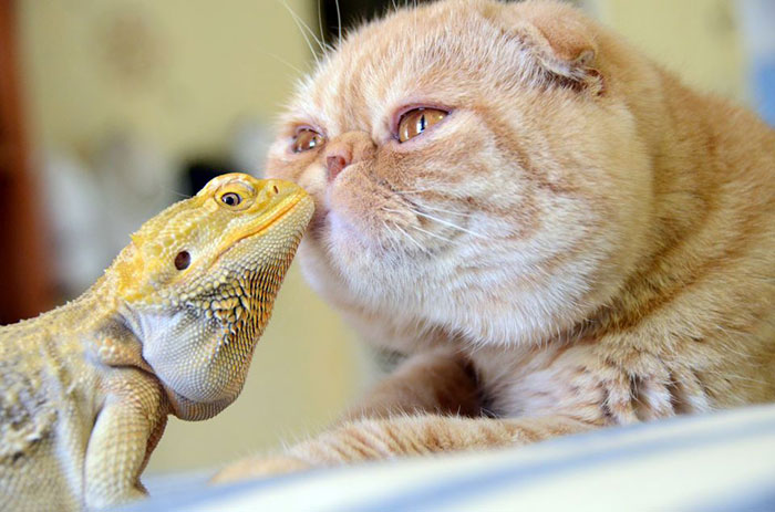 Bearded Dragon And Cat