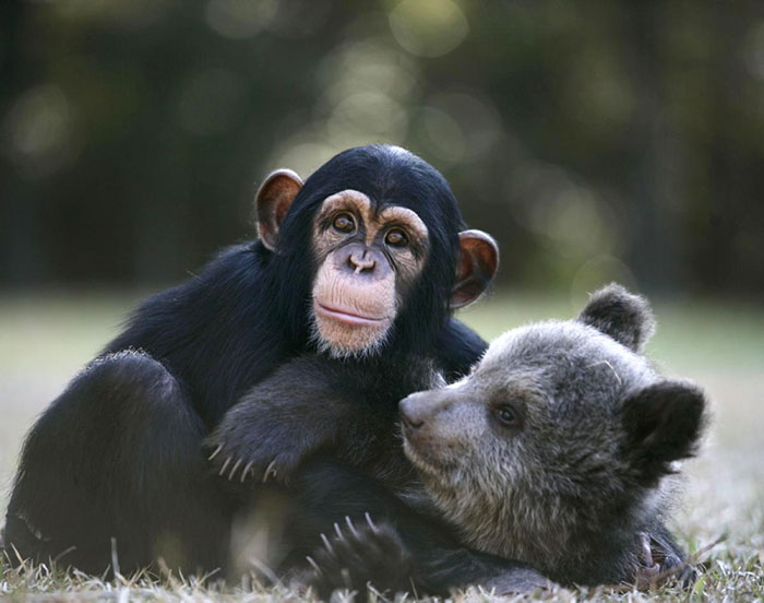 Baby Grizlly Bear And Chimp