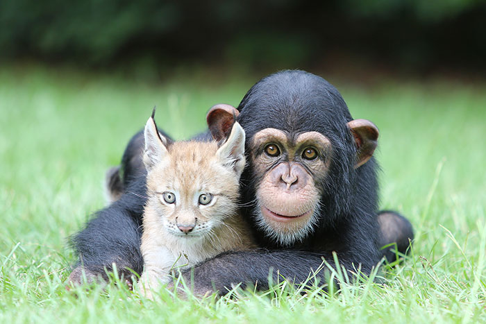 Baby Chimp And Lynx
