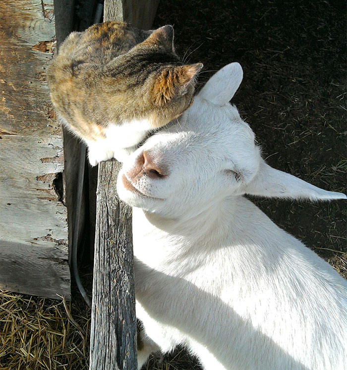 73 Unusual Animal Friendships That Are Absolutely Adorable